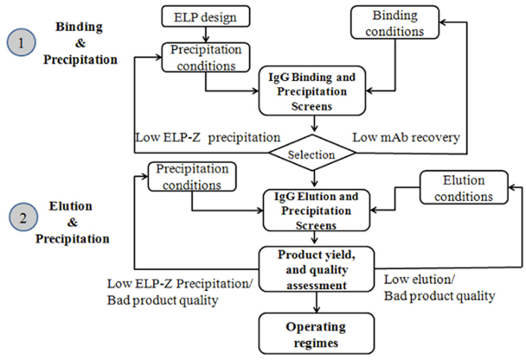 Smart biopolymer affinity precipitation systems The Cramer Research Lab