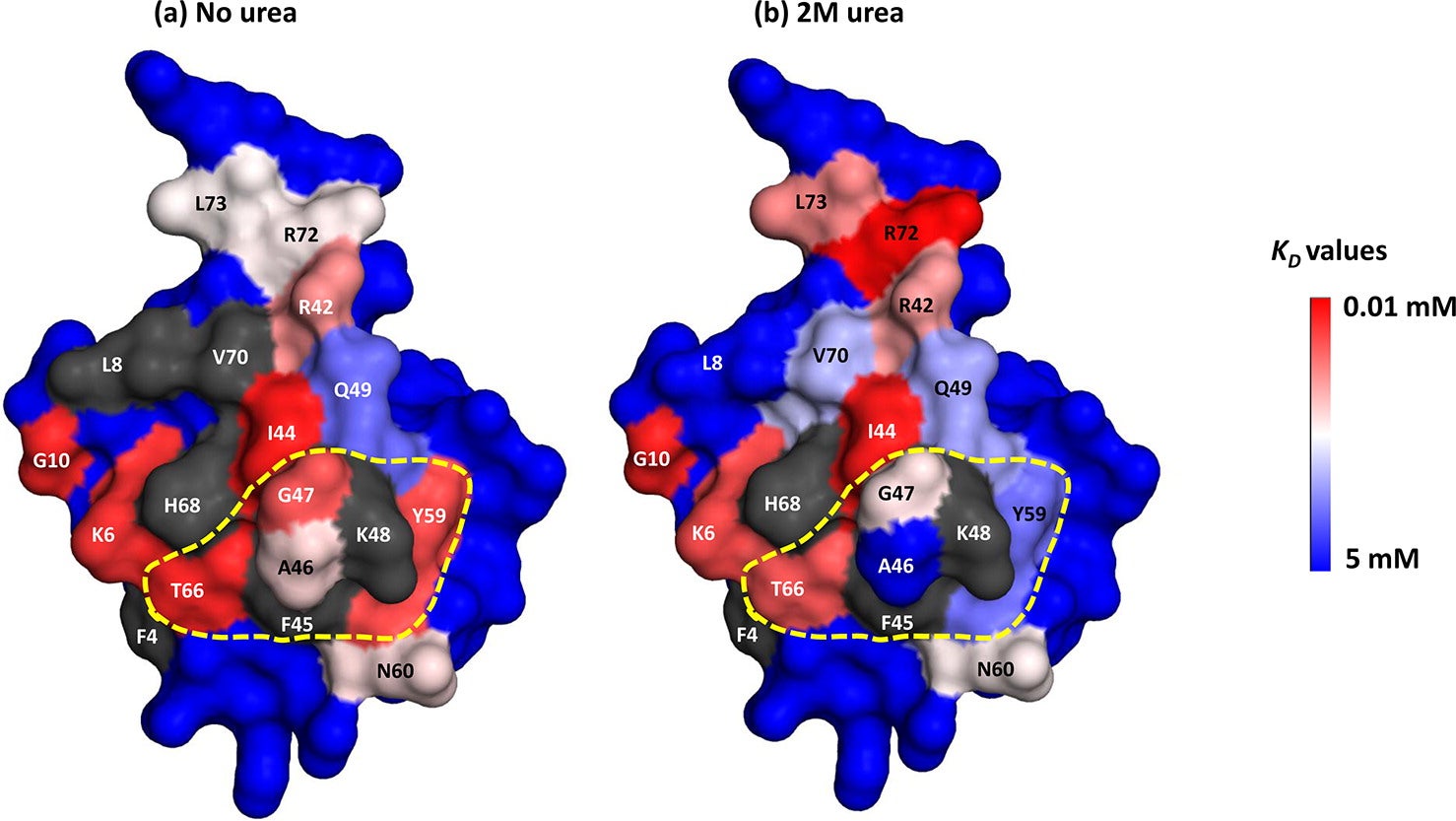 Biophysics Of Protein Interactions With Surfaces, Ligands And Proteins ...