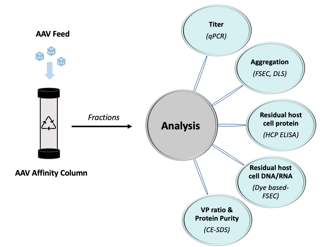 AAV Gene Therapy Downstream Bioprocessing The Cramer Research Lab