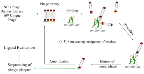 Mullerpatan et al. Biotechnology and Bioengineering 2020, 117 (12)