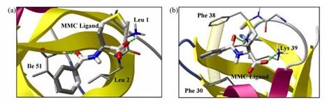 molecular docking simulation