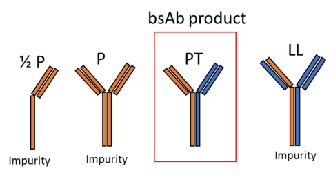 Bispecific mAb product